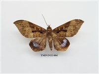 藏品(夜蛾269)的圖片